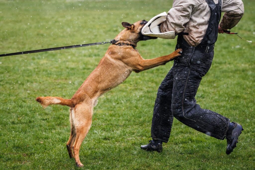 Abogados de Texas especializados en mordeduras de perro