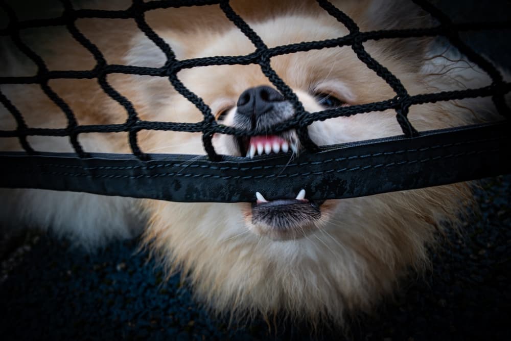 An angry small breed Pomeranian Spitz dog bites the net on the sports ground.